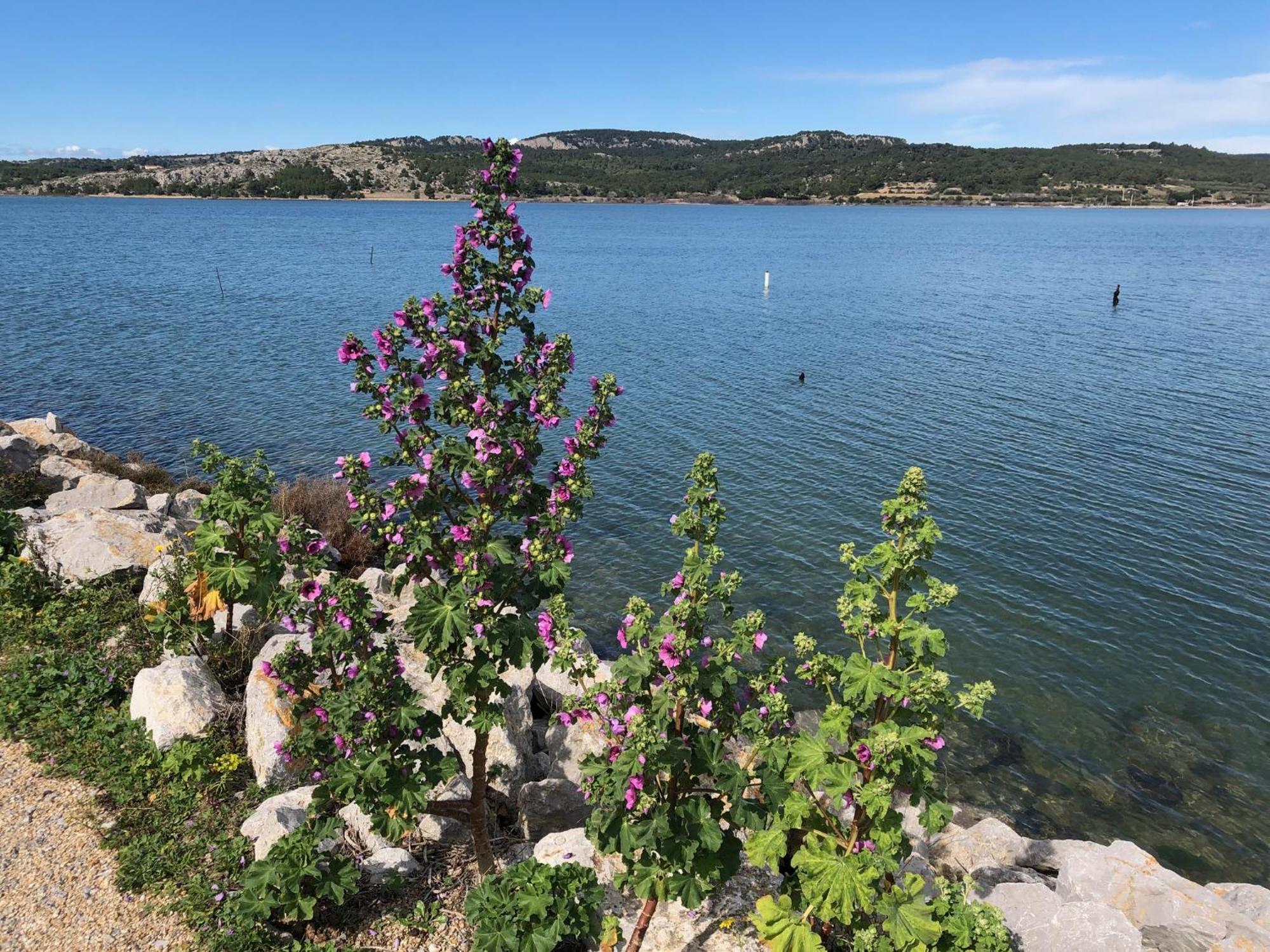 Gruissan Appartement Calme, Vue Sur Port De Plaisance -Clim, Empl.Parking Εξωτερικό φωτογραφία